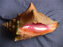 Queen Conch Shell, Natural 8-12"